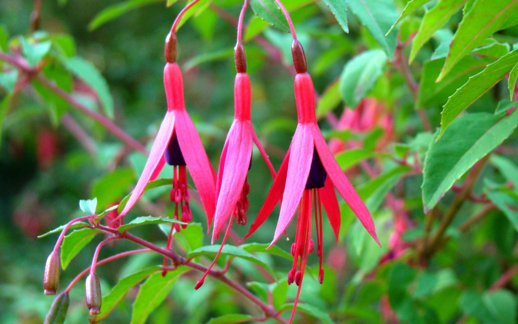 Fuchsia Wallpaper and Background Image | 1680x1050 | ID:343436