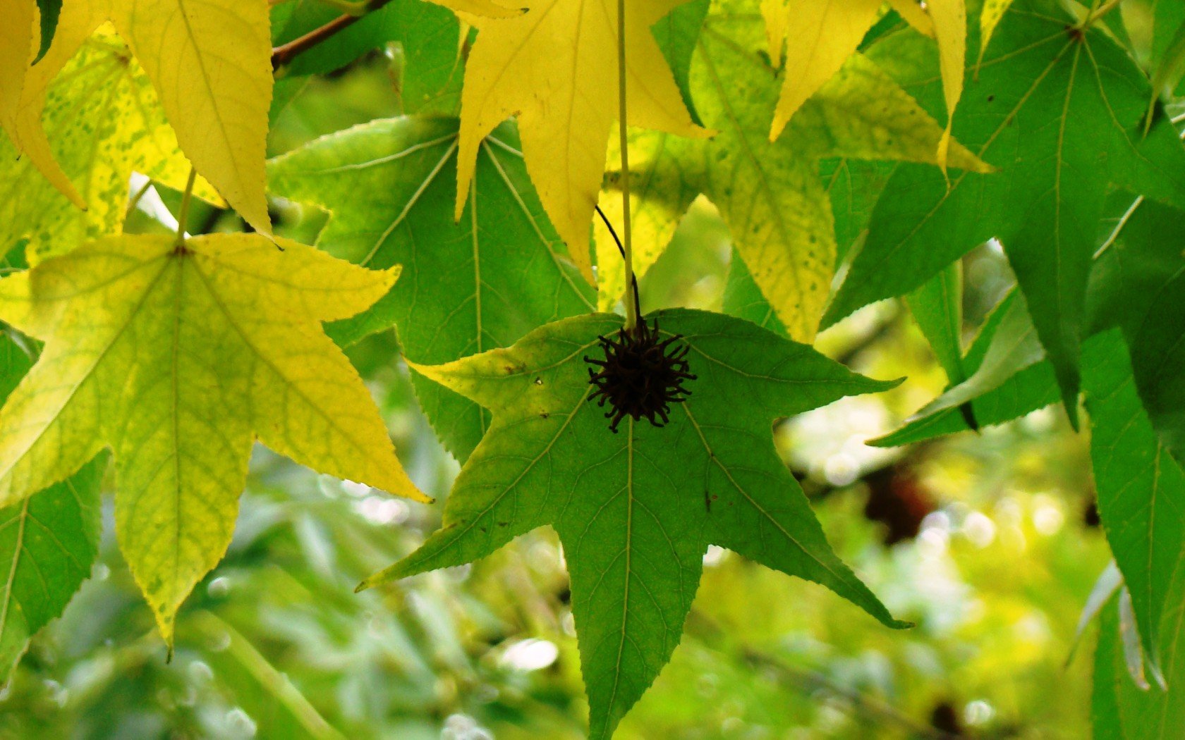 Leaf Wallpaper and Background Image | 1680x1050