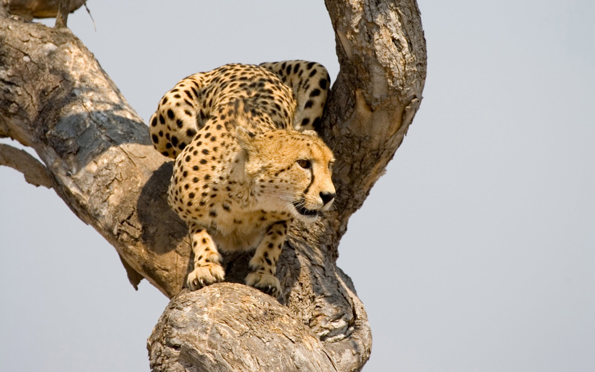 HD PC desktop wallpaper featuring a close-up of a cheetah perched on a tree branch against a clear sky background.