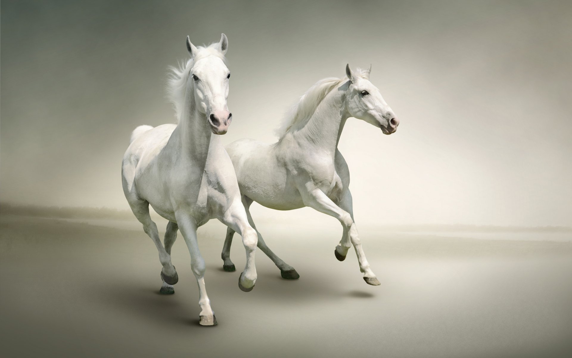 Two white horses galloping gracefully against a soft, muted background. This image serves as a stunning HD desktop wallpaper, showcasing the beauty of these majestic animals.