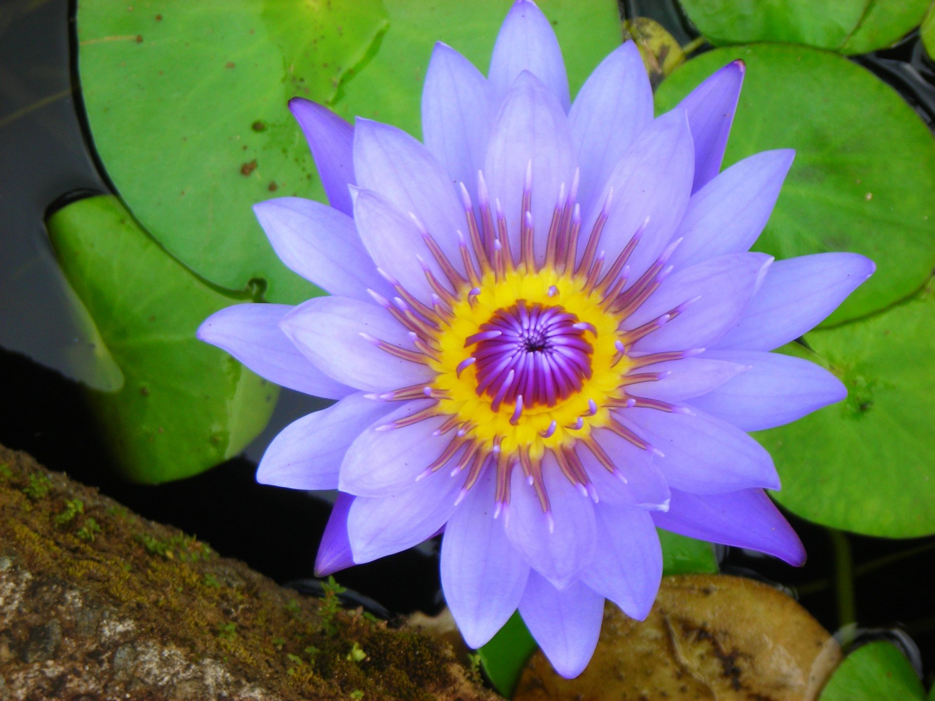 A vibrant purple water lily with a yellow center resting on green lily pads, captured in high definition as a nature-themed PC desktop wallpaper.