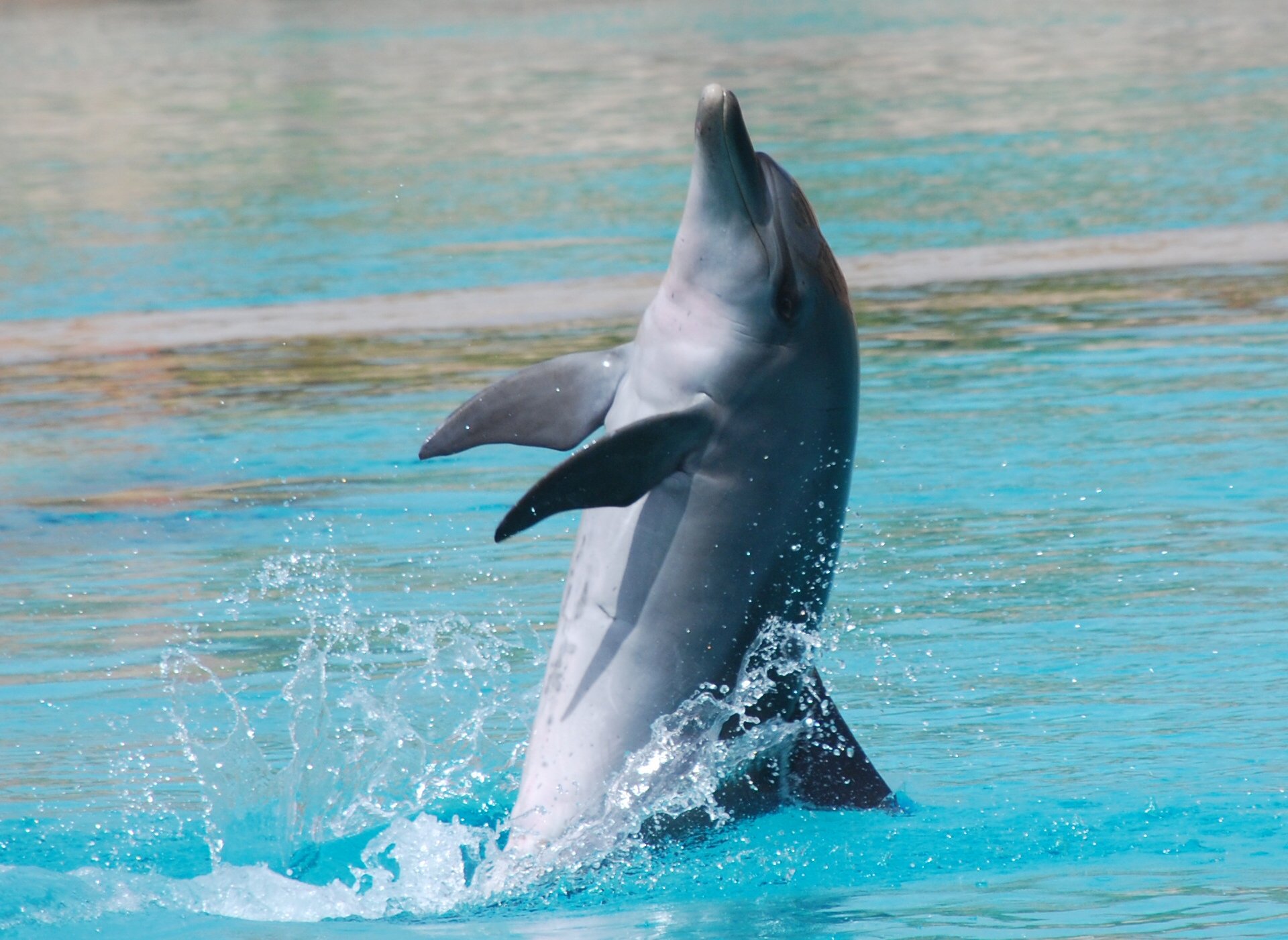 Download Animal Dolphin HD Wallpaper