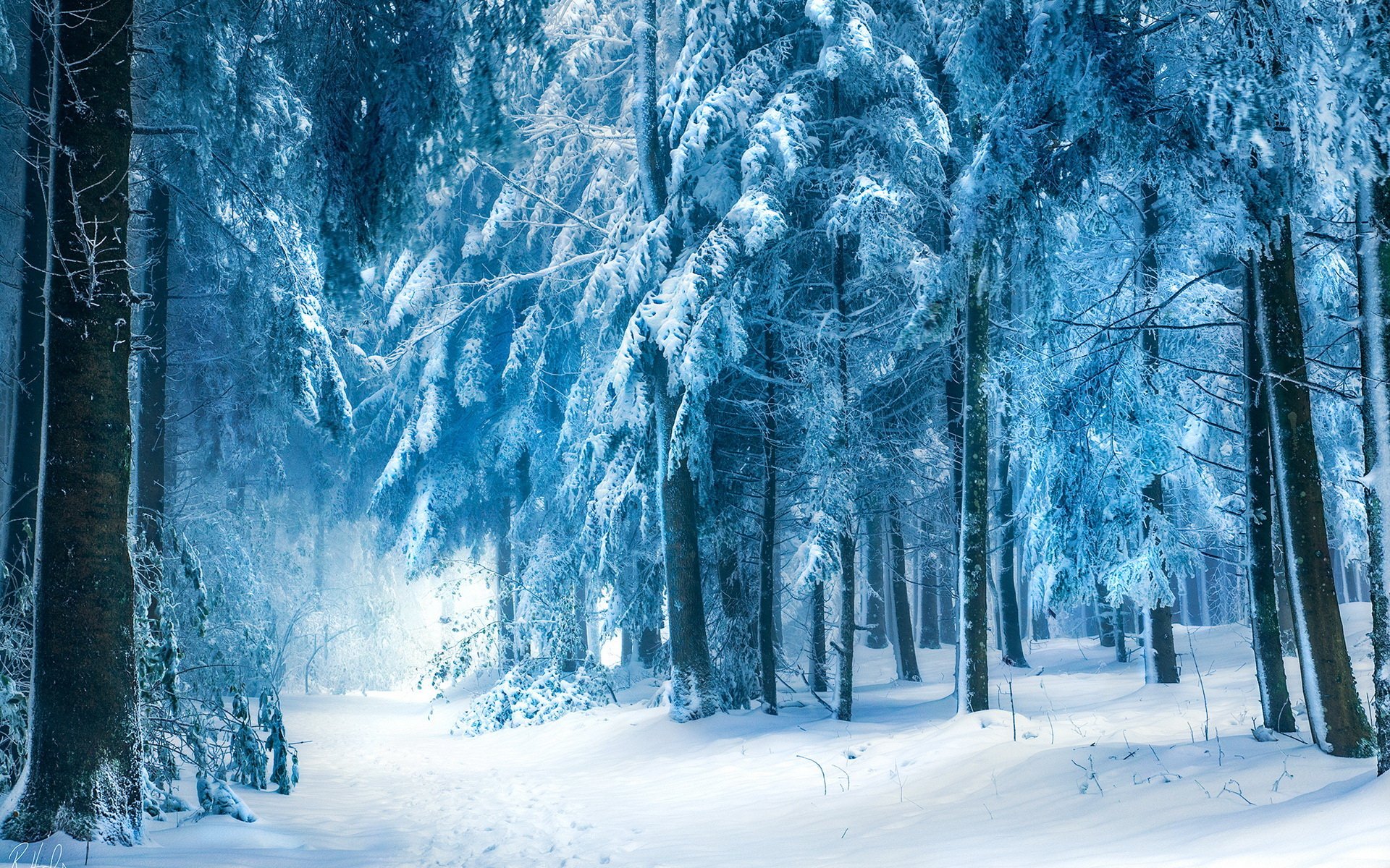 HD PC desktop wallpaper showcasing a serene winter forest scene with snow-covered trees and a soft glowing light filtering through the chilly, frosted landscape.