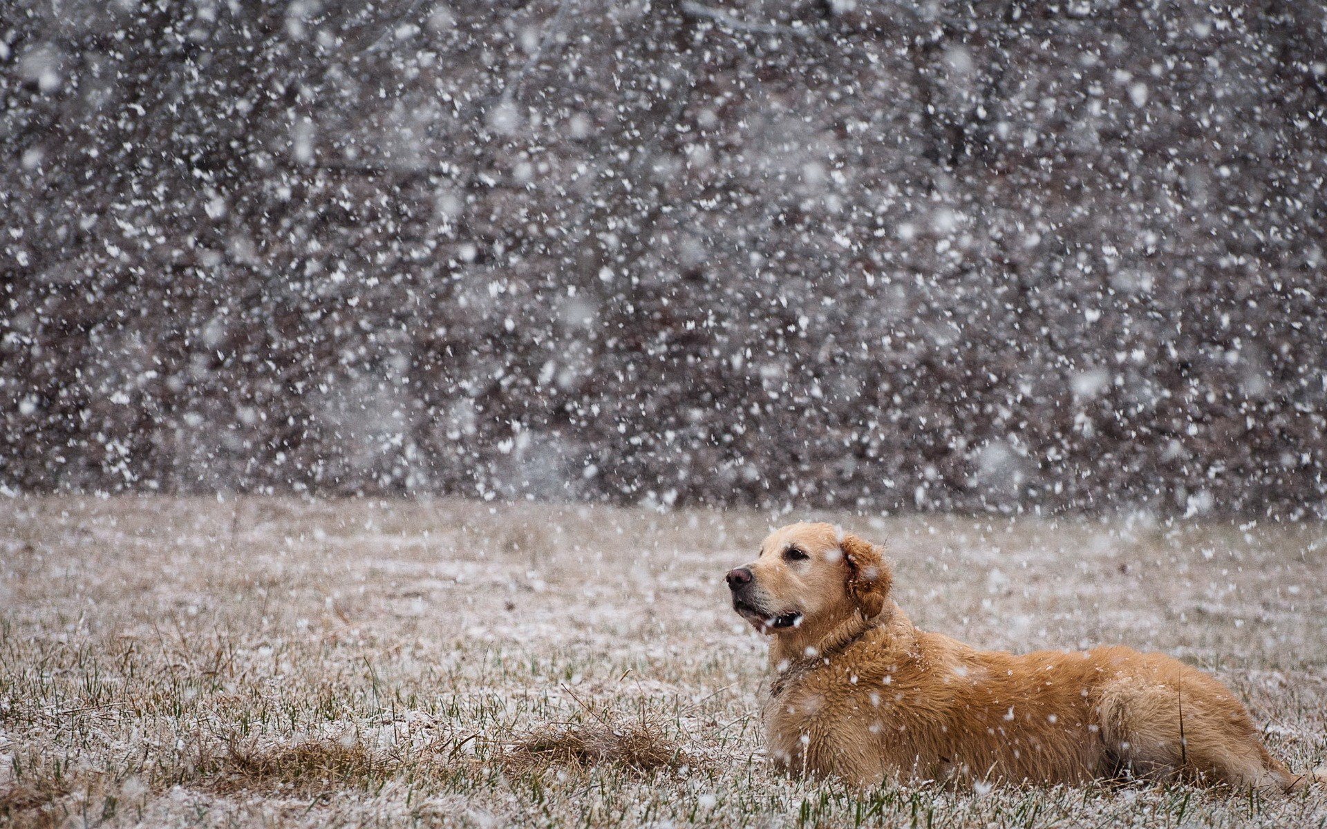 A golden retriever sits gracefully in a snowy field, surrounded by delicate flakes falling softly onto the grass, creating a serene winter scene.