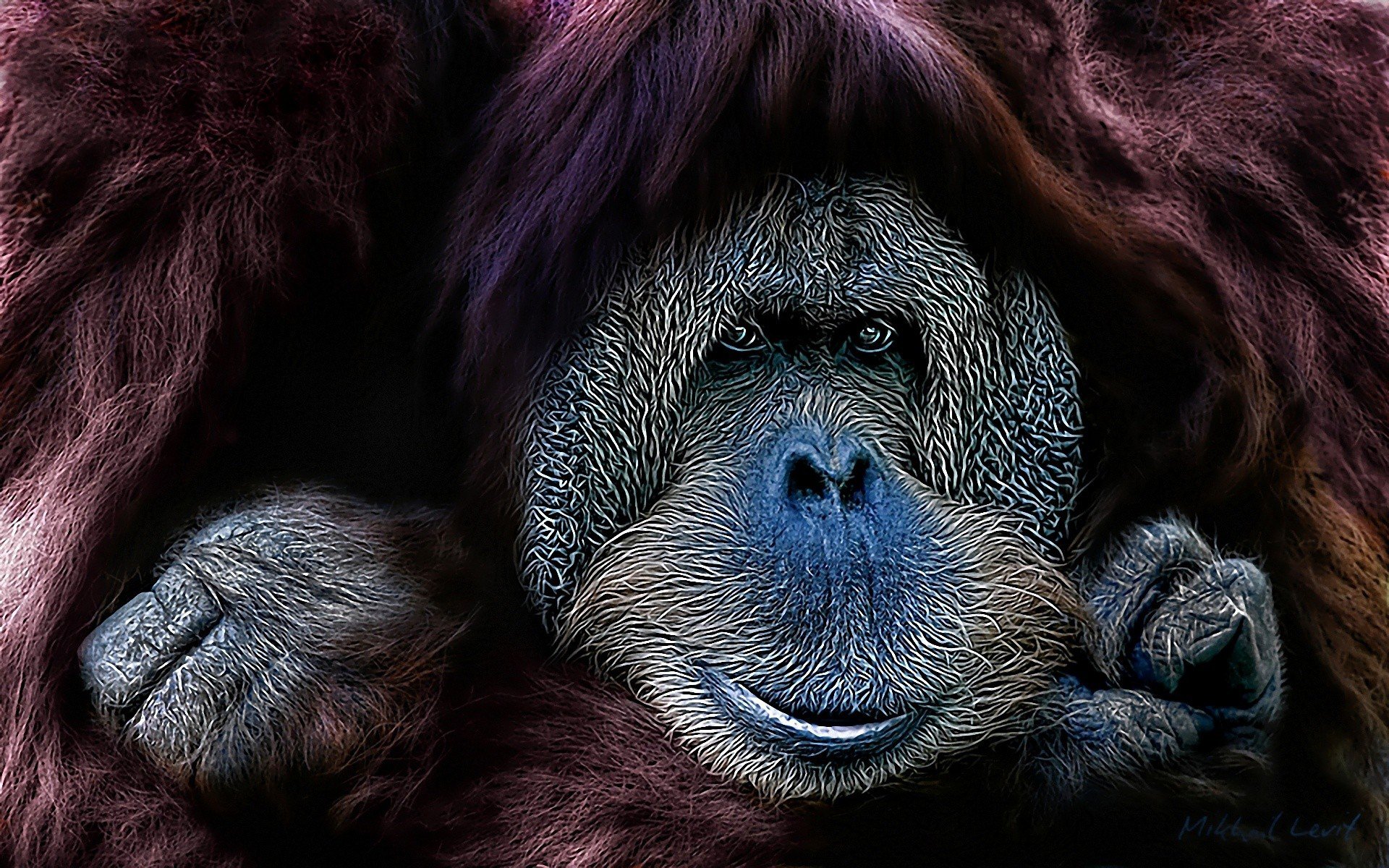 HD PC desktop wallpaper and background: Animal — orangutan close-up with textured blue-gray face, soulful eyes and deep auburn fur framing its calm expression.