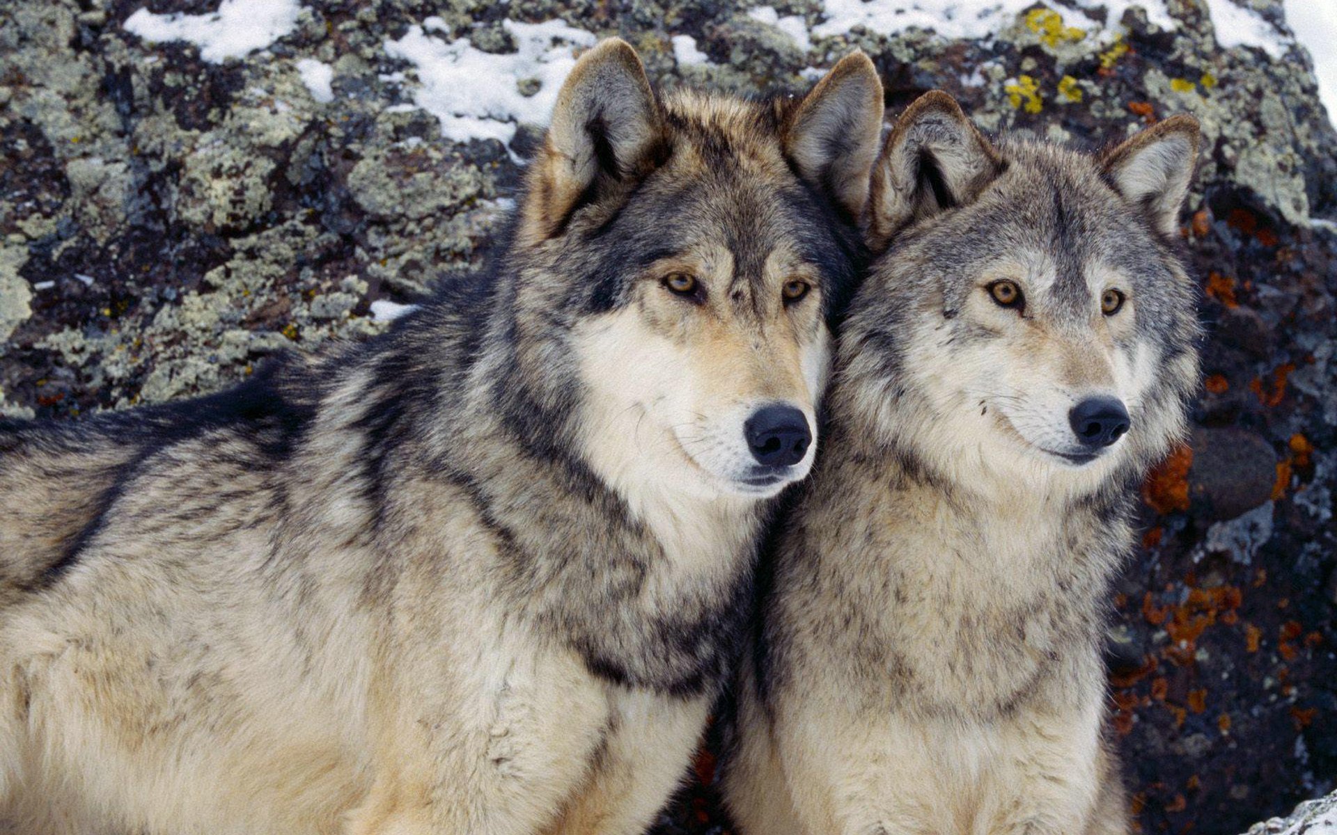 Two wolves nestle together, showcasing their beautiful fur and expressive faces against a rocky background, creating a stunning HD desktop wallpaper and background.