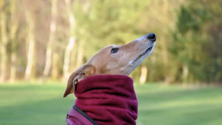 dog Animal greyhound HD Desktop Wallpaper | Background Image