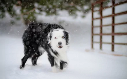 HD desktop wallpaper featuring a border collie standing in a snowy landscape with snowflakes falling gently around.