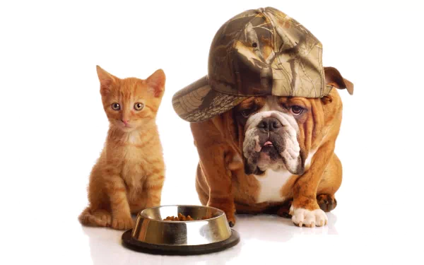 4K Ultra HD PC desktop wallpaper featuring a cute orange kitten and a bulldog wearing a camo cap, sitting next to a bowl of food on a white background.