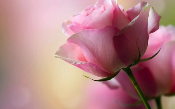 nature rose HD Desktop Wallpaper | Background Image
