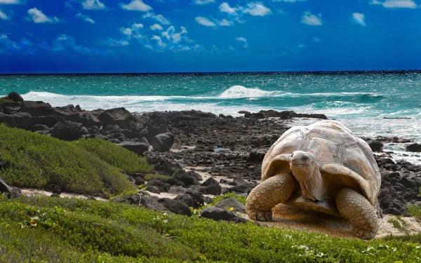 HD PC desktop wallpaper featuring a tortoise resting on grassy terrain by a rocky shore with waves under a vibrant blue sky.