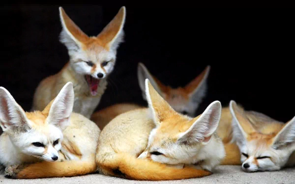A captivating HD desktop wallpaper featuring a group of fennec foxes resting and yawning, showcasing their distinct large ears and playful demeanor.