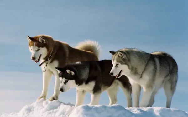 A stunning HD desktop wallpaper featuring three huskies in a snowy landscape, capturing their playful and adventurous spirit against a clear blue sky.