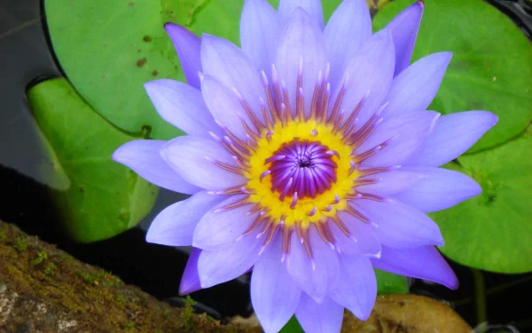 A vibrant purple water lily with a yellow center resting on green lily pads, captured in high definition as a nature-themed PC desktop wallpaper.