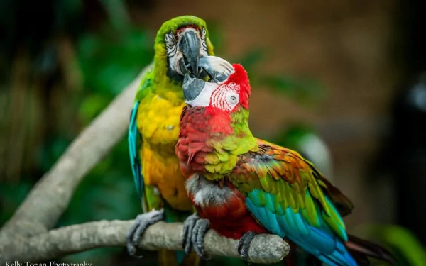 A vibrant HD wallpaper featuring two colorful macaws perched together on a branch, showcasing their striking plumage against a lush, natural background.