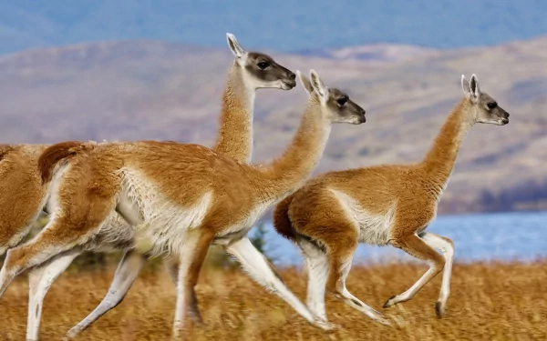 HD PC desktop wallpaper featuring a group of llamas walking in a grassy landscape with a lake and mountains in the background.