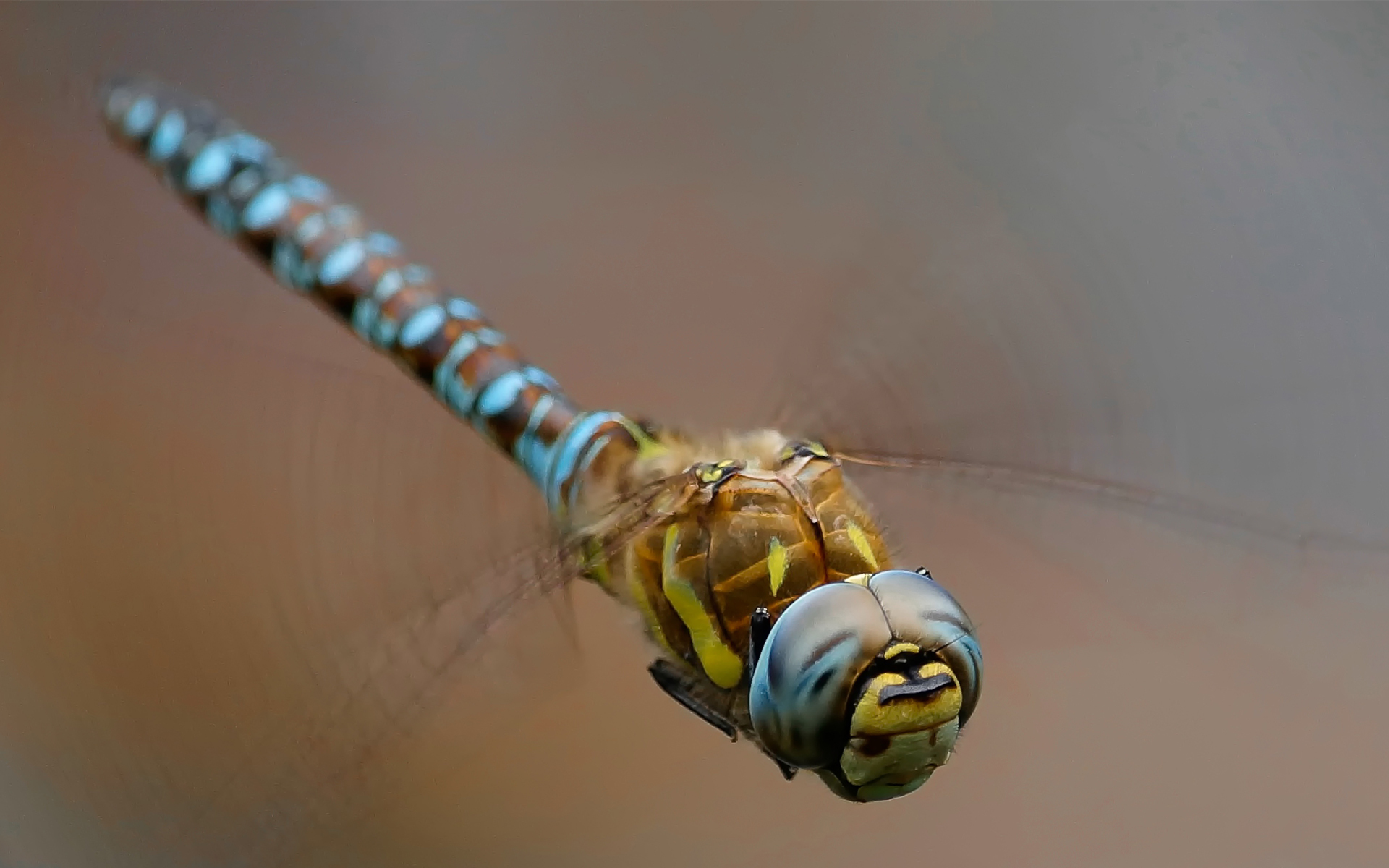 Download Animal Dragonfly HD Wallpaper