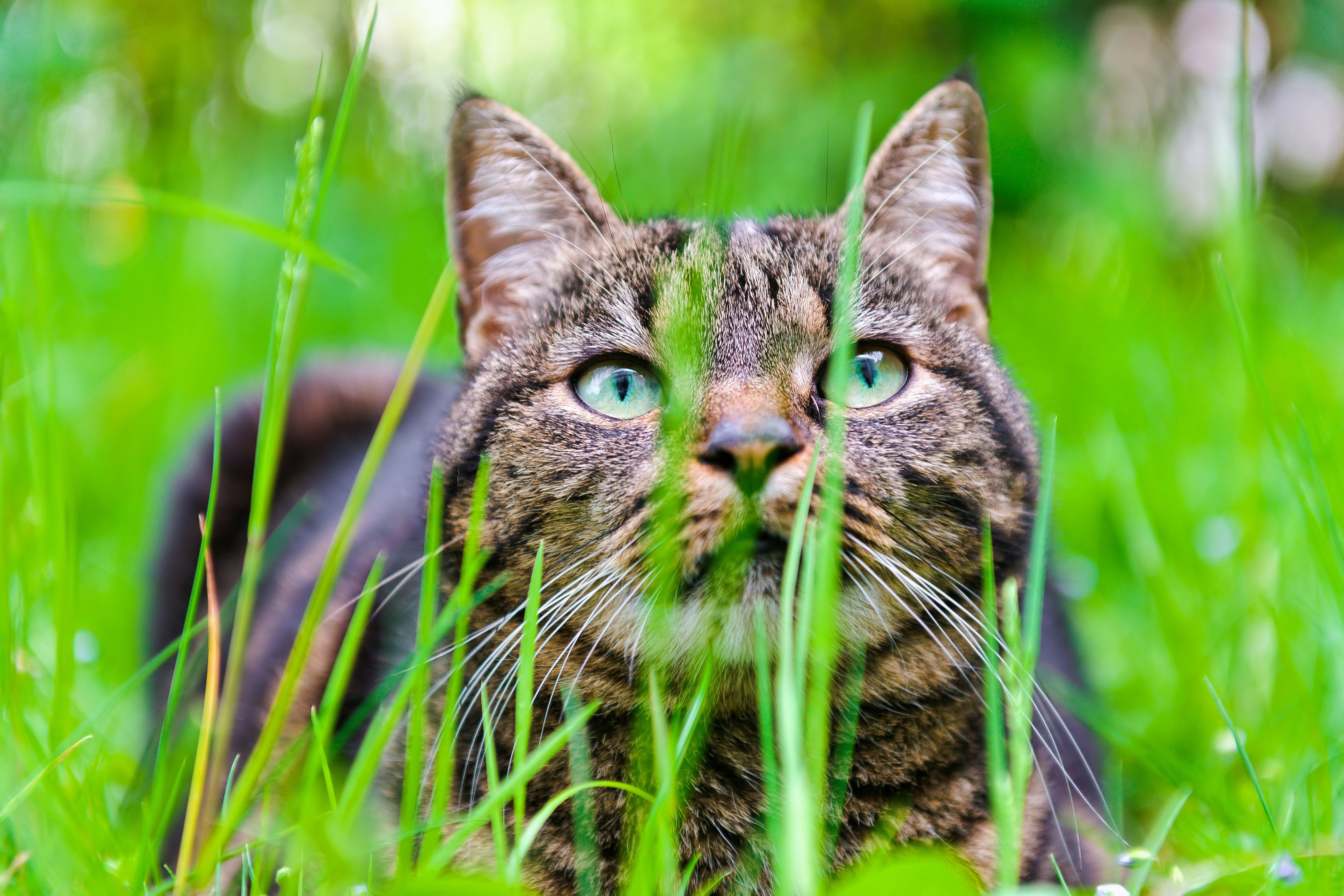 Фото Котиков В Хорошем Качестве
