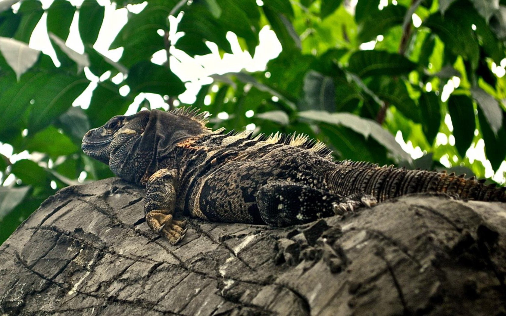  Iguana  Wallpaper  and Background Image 1680x1050 ID 