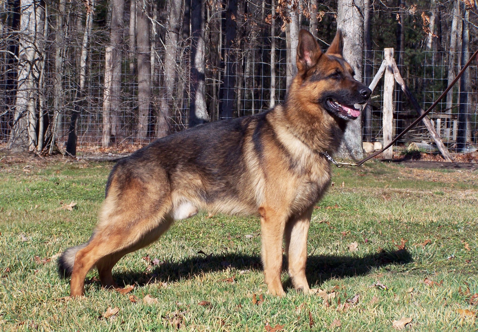 Majestic German Shepherd Hd Wallpaper