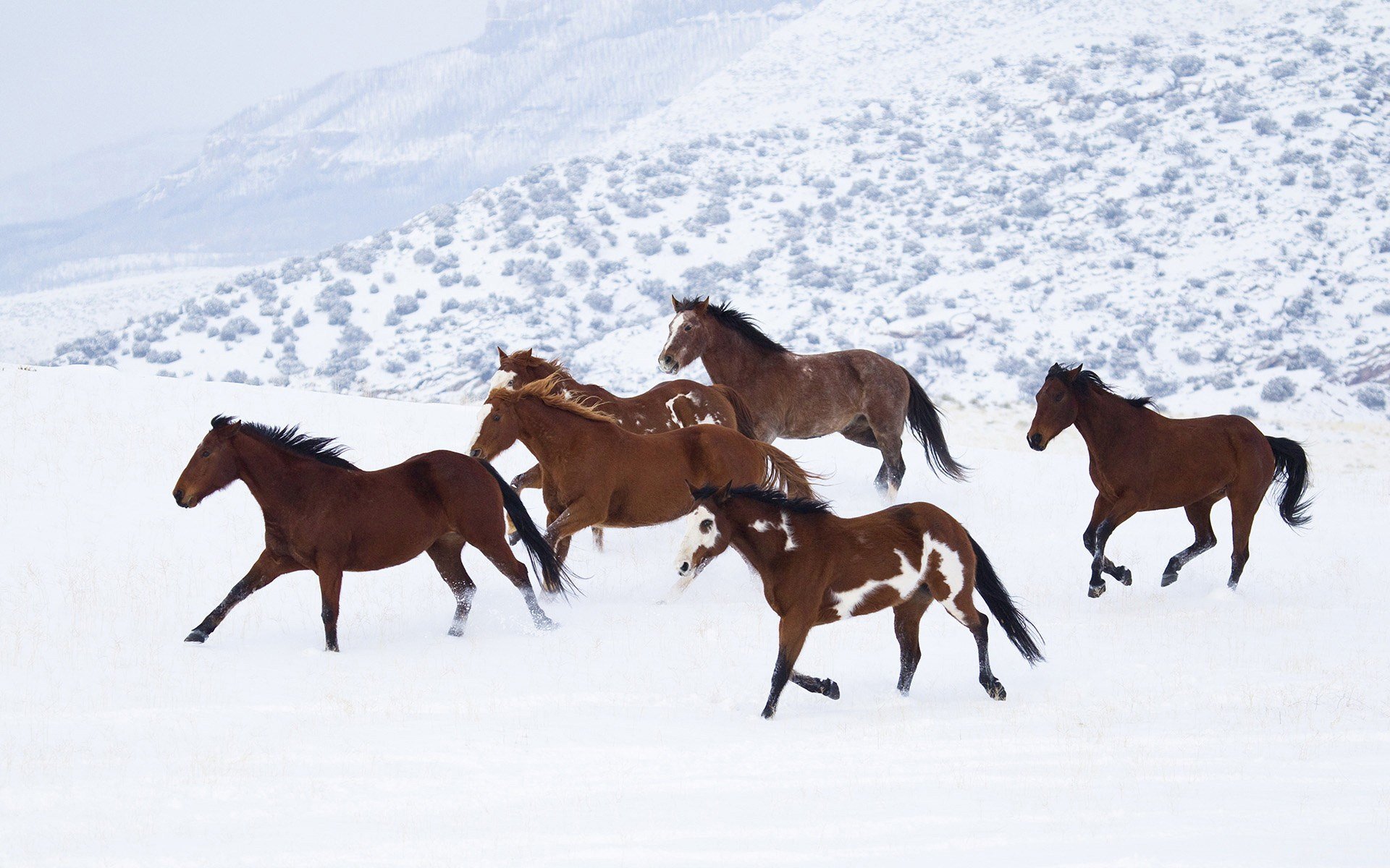 A captivating HD wallpaper featuring a group of horses galloping through a snowy landscape, showcasing their grace and beauty against a serene, wintry backdrop.