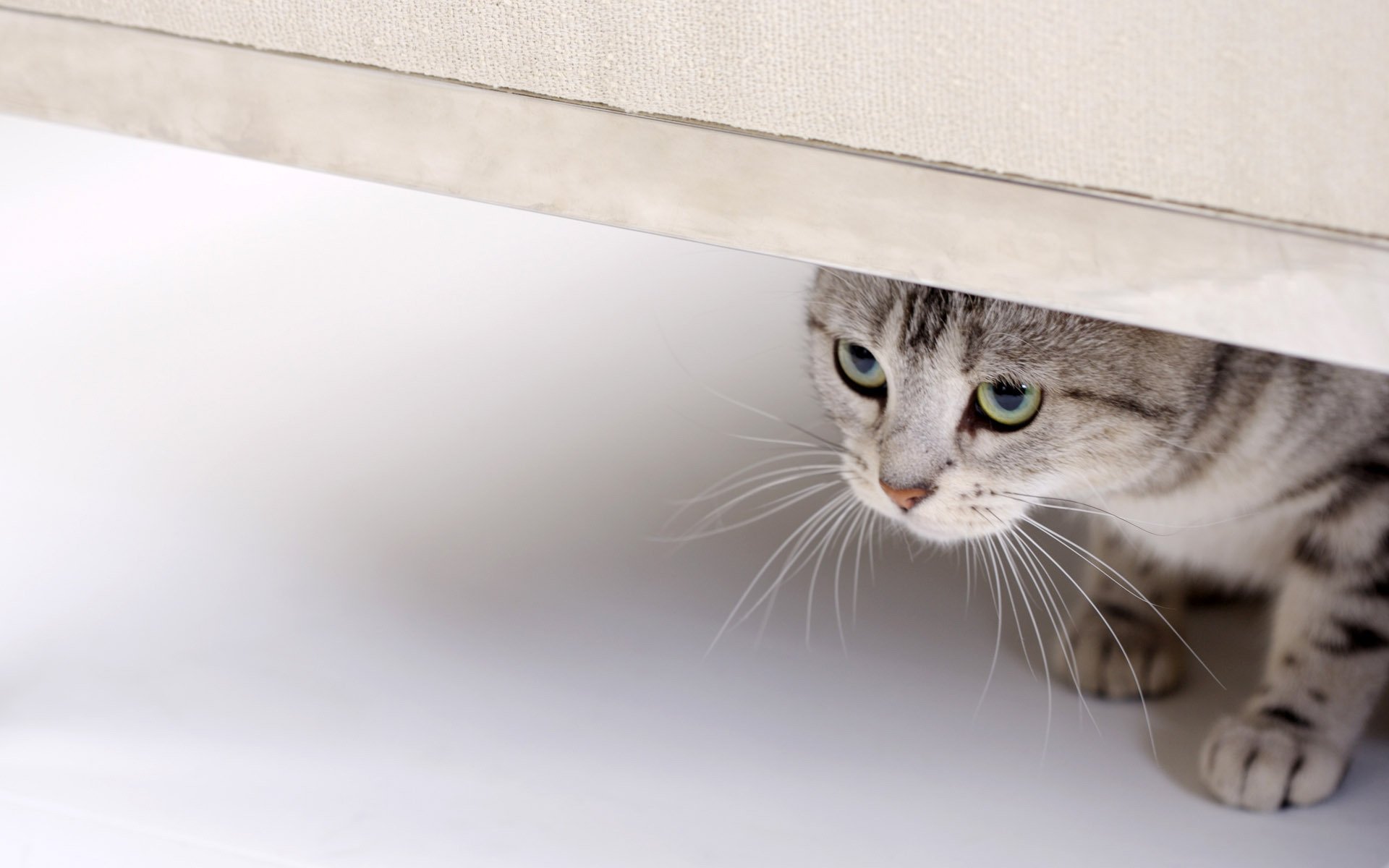 A close-up of a curious cat peeking from beneath a white surface, showcasing its striking features. This HD image serves as a beautiful desktop wallpaper and background for cat lovers.