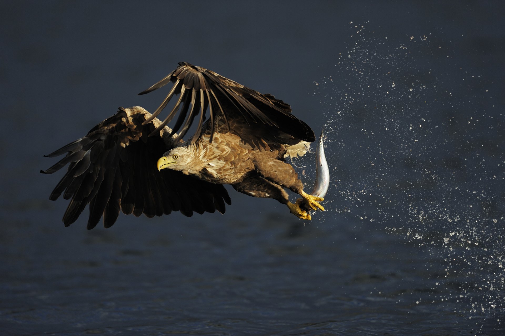 A majestic eagle swoops down, capturing a splash of water in its talons. This striking image serves as a vibrant 4K Ultra HD PC desktop wallpaper and background.