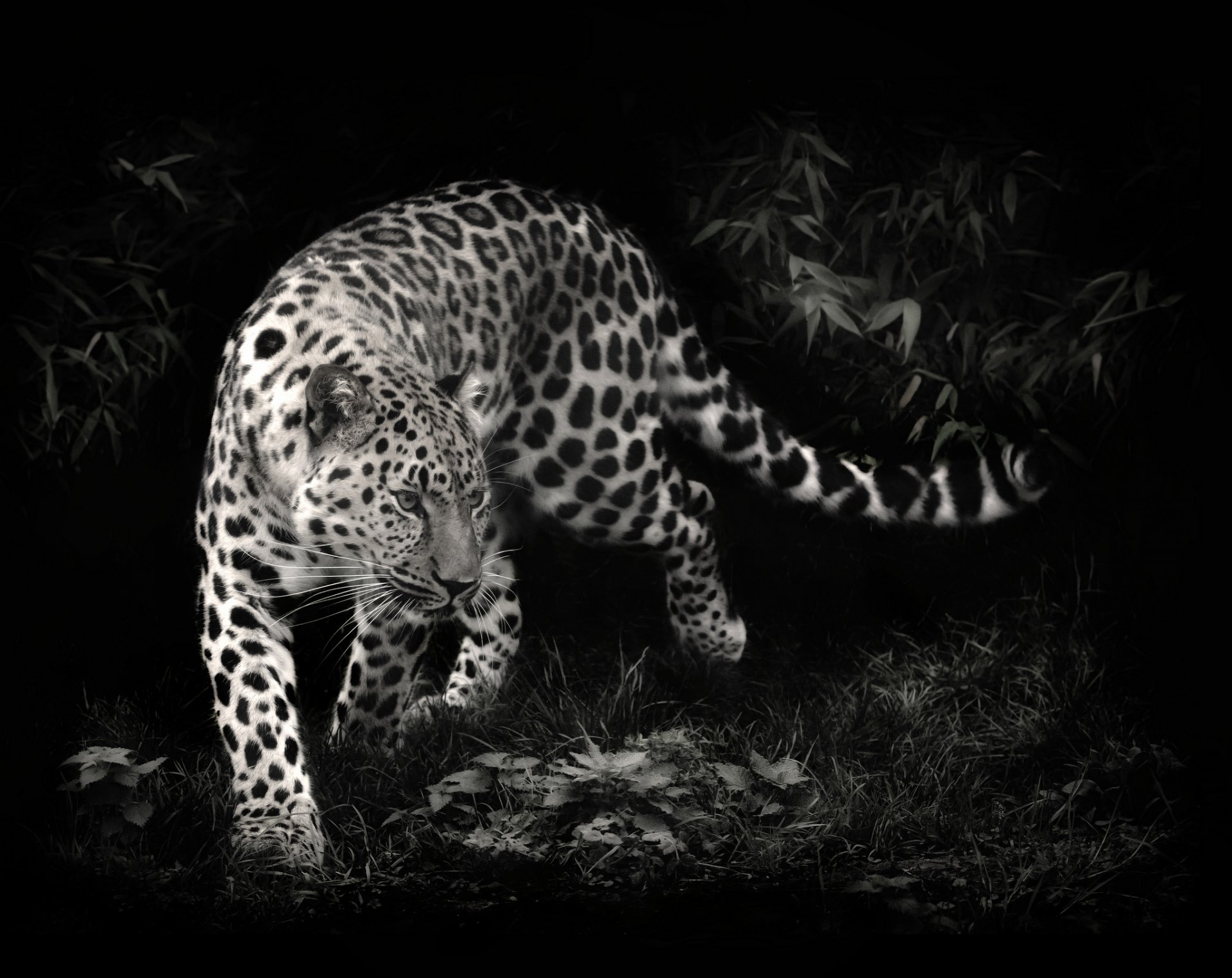 HD desktop wallpaper featuring a leopard prowling in a dark, forested environment. The animal's spots and muscular build are strikingly highlighted against the shadowy background.