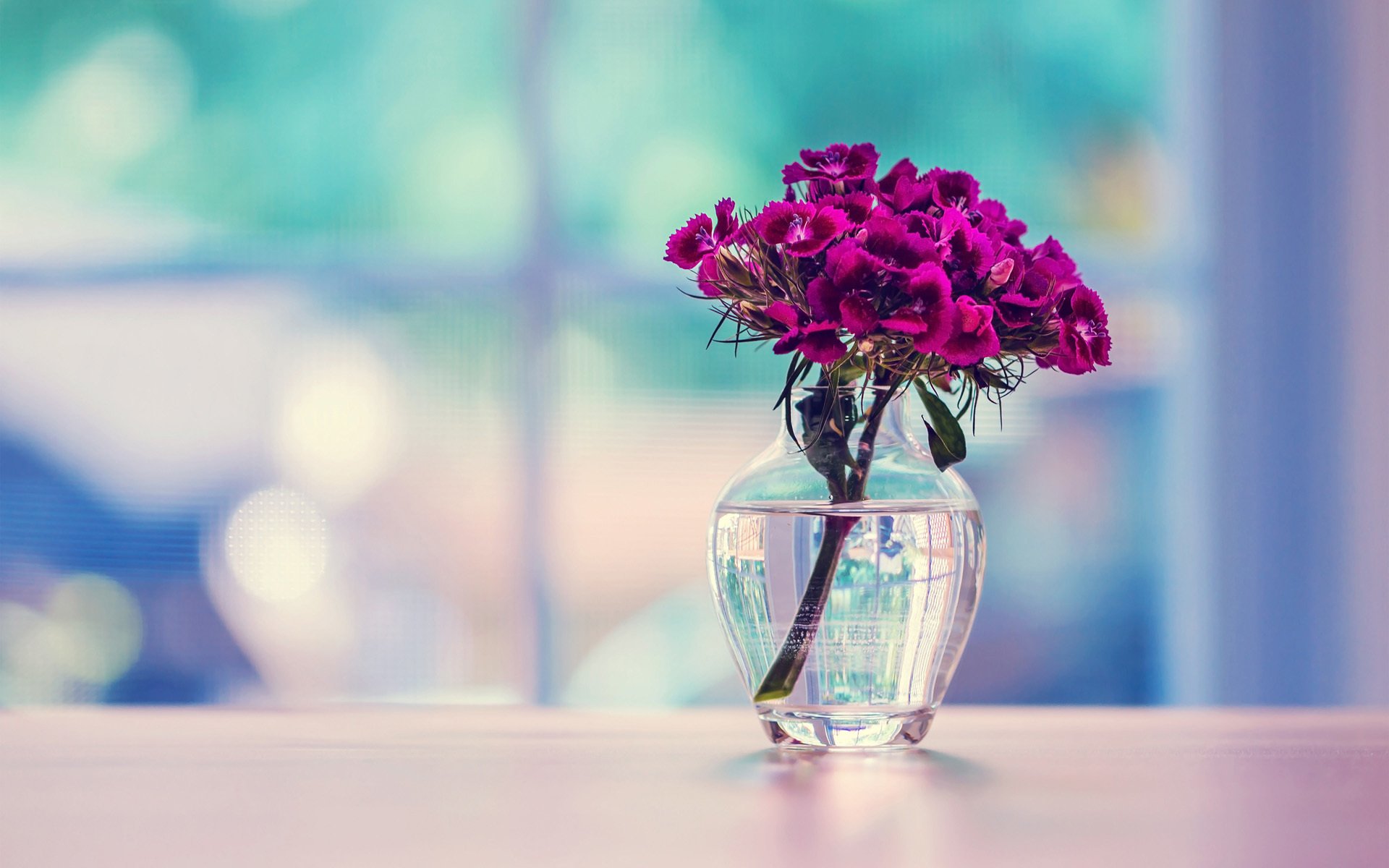 23+ Pictures Of Flowers Wallpaper PNG