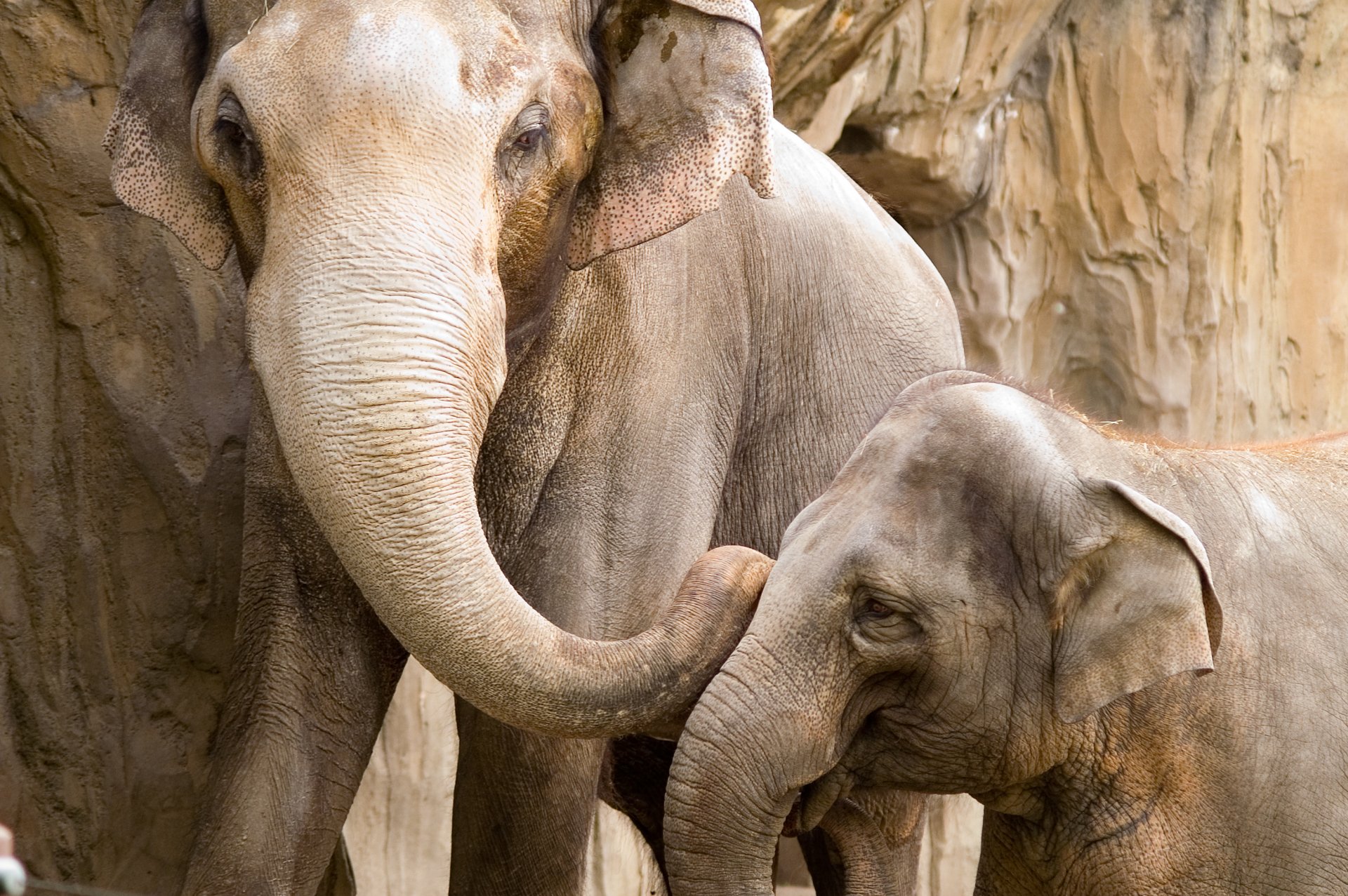 HD PC desktop wallpaper featuring a close-up of an Asian elephant and its calf against a natural rocky background.