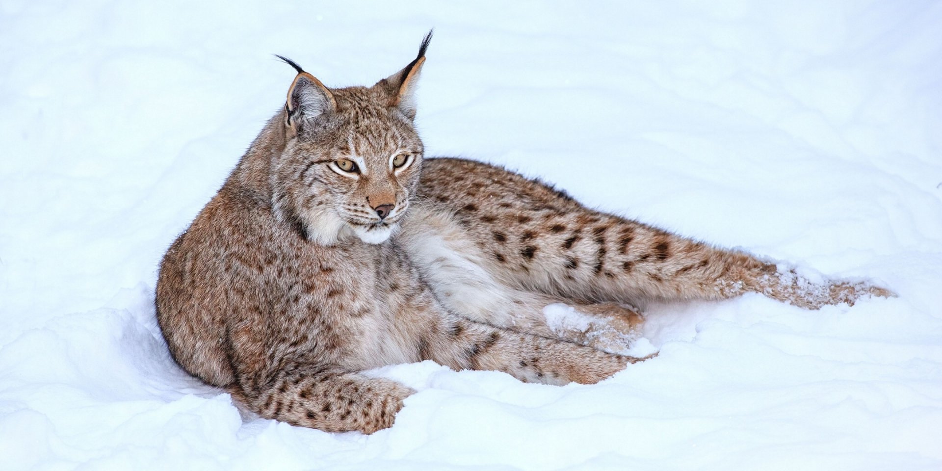 A lynx rests gracefully in the snow, showcasing its elegant features and distinctive fur patterns, creating a serene winter scene in this HD desktop wallpaper.
