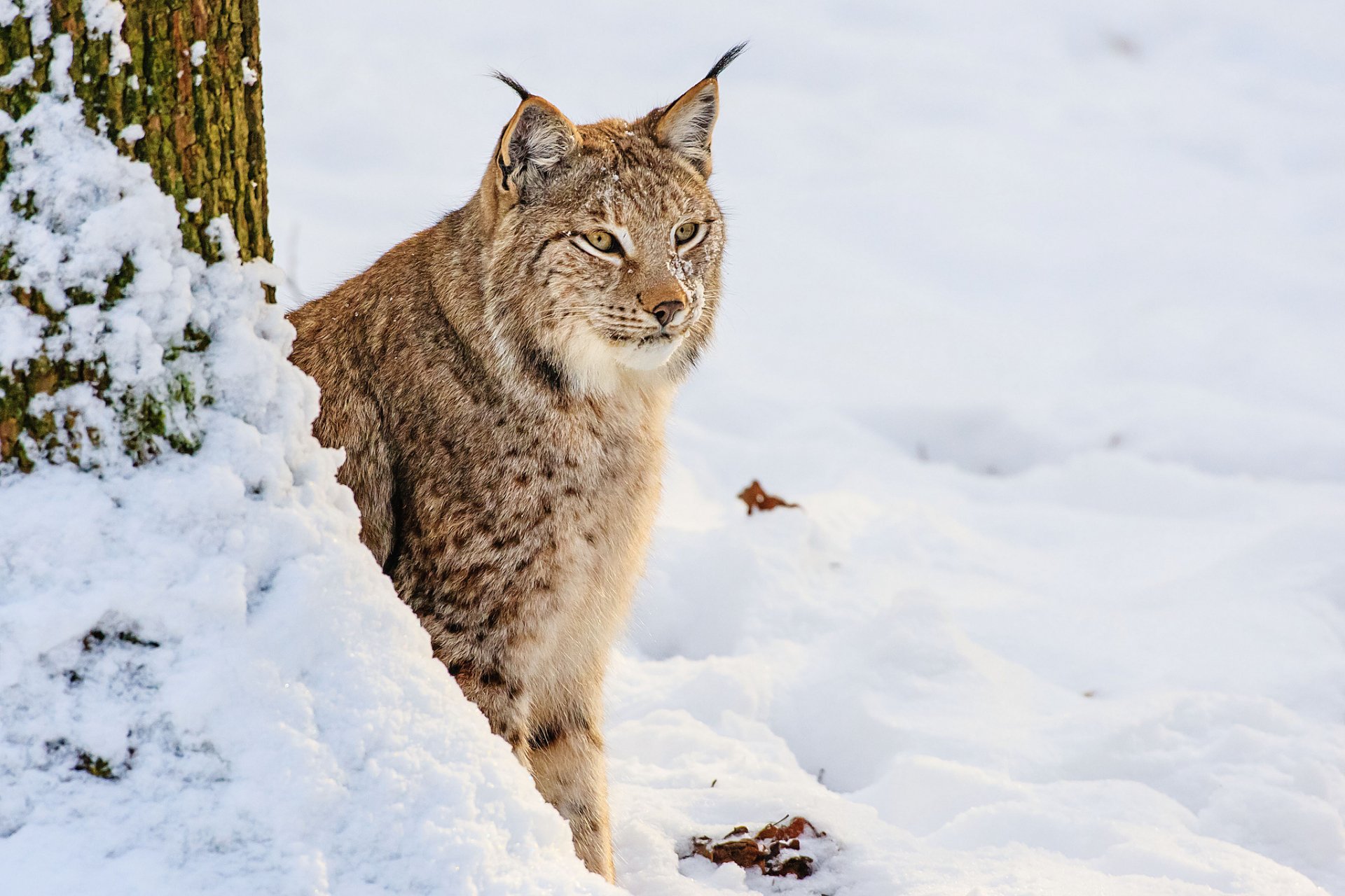A lynx sits gracefully among the snow, blending into the winter landscape. This HD wallpaper captures the beauty of wildlife in a serene, snowy setting.