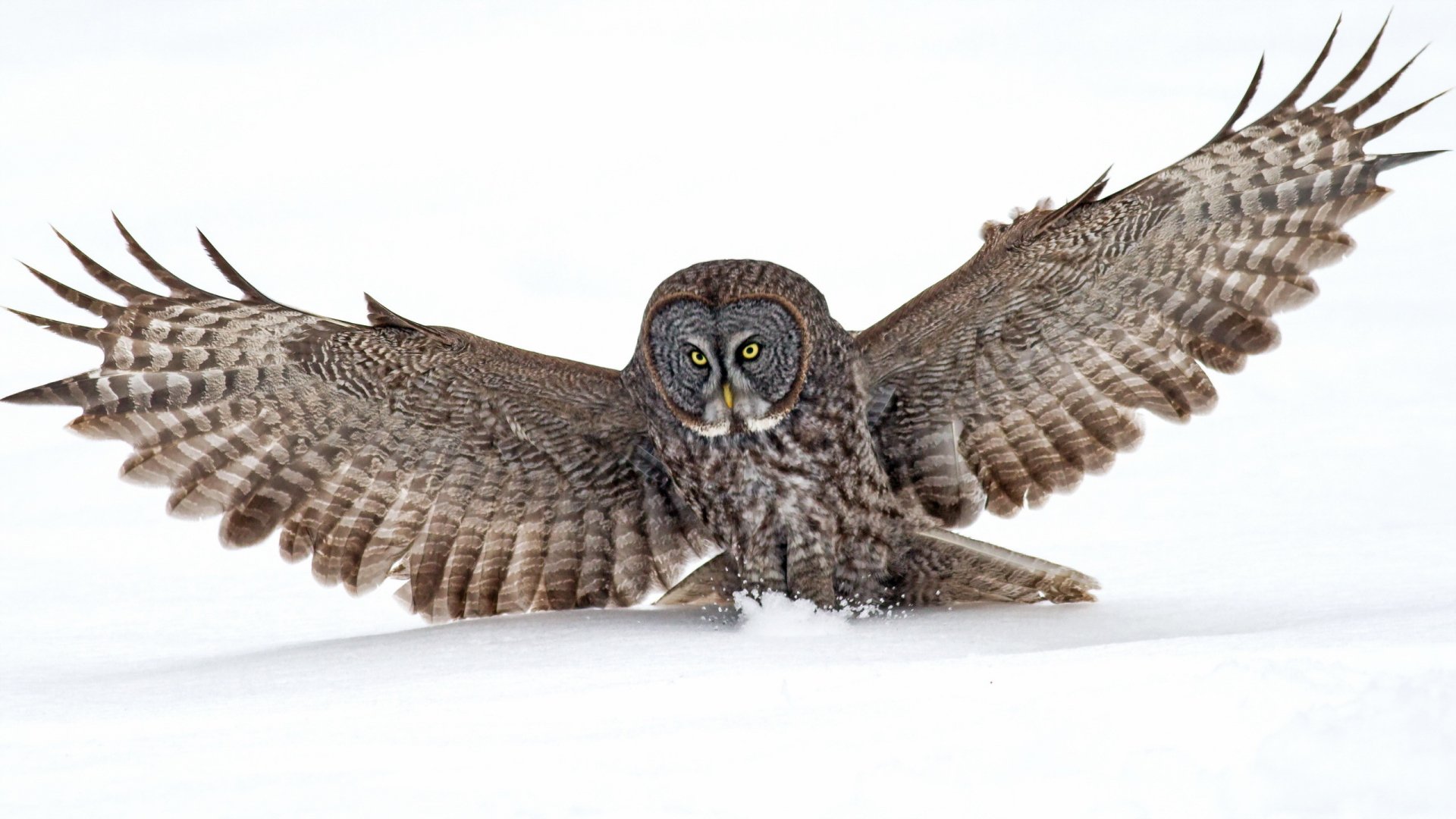 HD desktop wallpaper of a great grey owl with wings spread wide, captured mid-flight against a white background.