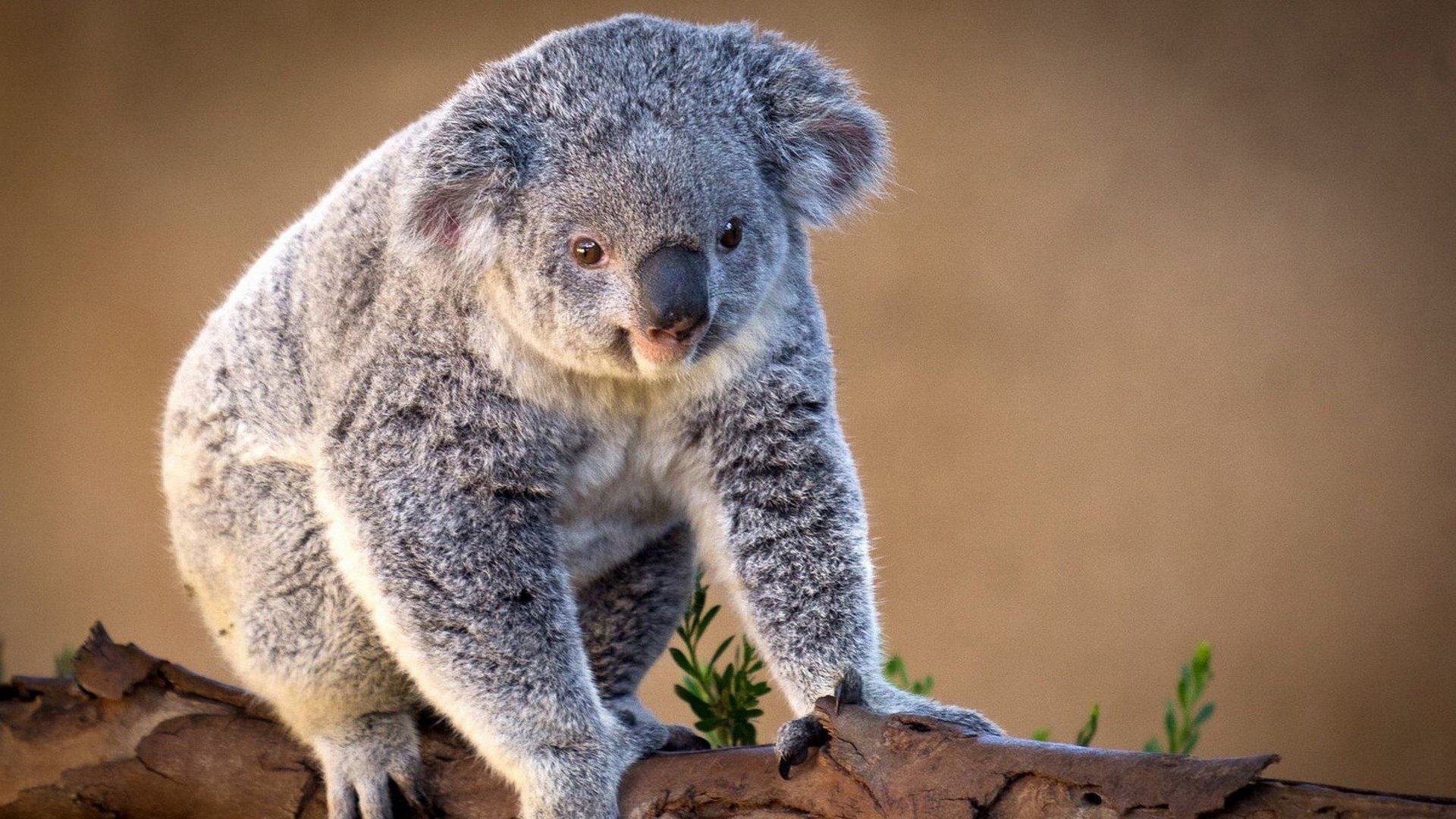 Koala Full HD Wallpaper and Background 1920x1080 ID344896