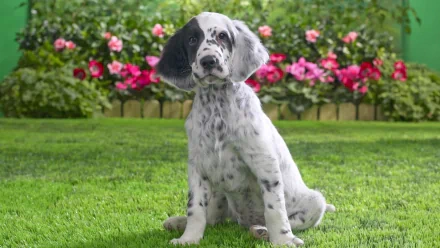 A cute English Setter puppy sits in a vibrant garden, surrounded by blooming flowers, creating a charming and lively HD desktop wallpaper.