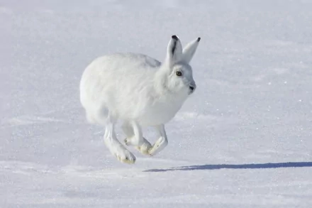  The Arctic hare, also known as Polar Rabbit