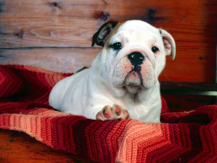HD PC desktop wallpaper featuring a close-up of a white bulldog puppy resting on a red and orange knitted blanket against a wooden background.