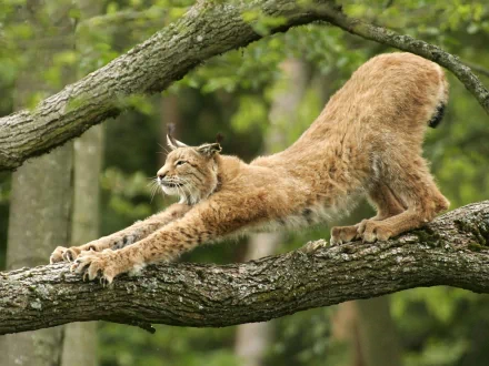 HD desktop wallpaper showing a bobcat stretching on a tree branch in a lush green forest setting.