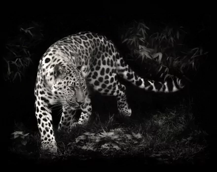 HD desktop wallpaper featuring a leopard prowling in a dark, forested environment. The animal's spots and muscular build are strikingly highlighted against the shadowy background.