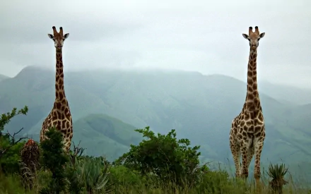 HD desktop wallpaper featuring two giraffes standing amid green foliage with misty mountains in the background.