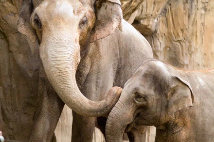 Animal Asian Elephant HD Desktop Wallpaper | Background Image
