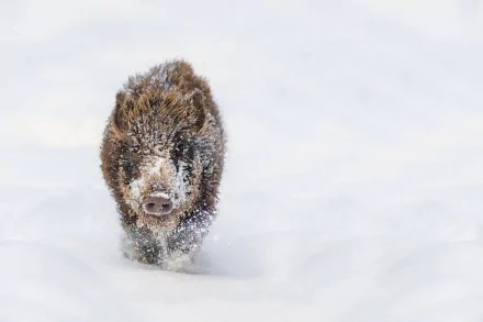 HD PC desktop wallpaper/background: wild boar charging through deep snow, snow-dusted fur against a white winter backdrop.
