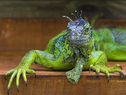 A vibrant green lizard poses on a wooden surface, showcasing its intricate scales and expressive features, making it an engaging HD desktop wallpaper and background.