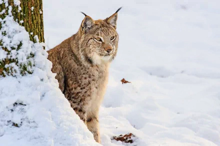 A lynx sits gracefully among the snow, blending into the winter landscape. This HD wallpaper captures the beauty of wildlife in a serene, snowy setting.