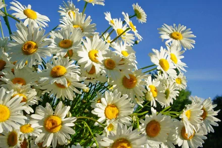 HD PC desktop wallpaper featuring a vibrant cluster of white daisies with yellow centers against a clear blue sky, capturing the essence of nature.