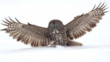 HD desktop wallpaper of a great grey owl with wings spread wide, captured mid-flight against a white background.