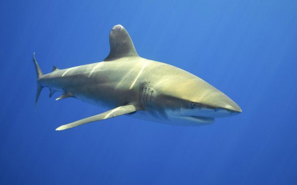 Animal Shark Sharks Ocean Underwater Fish HD Wallpaper | Background Image