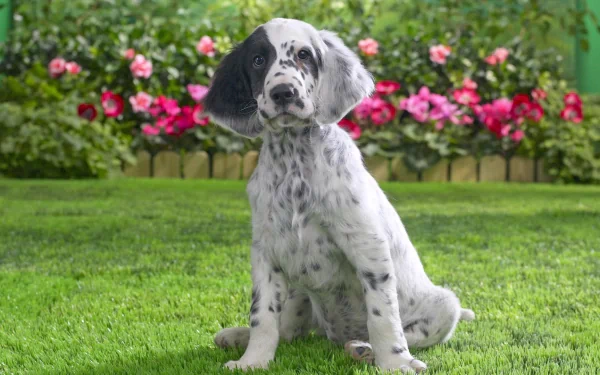 A cute English Setter puppy sits in a vibrant garden, surrounded by blooming flowers, creating a charming and lively HD desktop wallpaper.