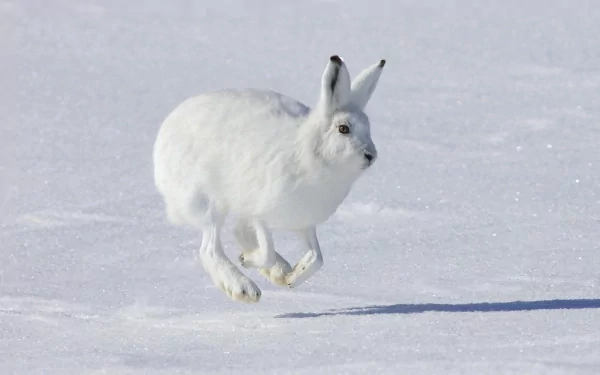  The Arctic hare, also known as Polar Rabbit