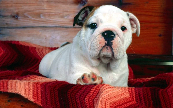 Animal bulldog HD Desktop Wallpaper | Background Image